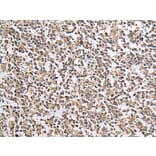 CXCL1 Antibody from Signalway Antibody (43679) - Antibodies.com