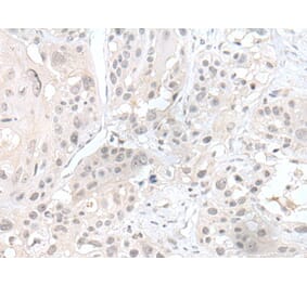 HDAC4 Antibody from Signalway Antibody (43687) - Antibodies.com