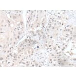 HDAC4 Antibody from Signalway Antibody (43687) - Antibodies.com