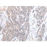 HDAC4 Antibody from Signalway Antibody (43687) - Antibodies.com