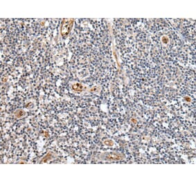 PTPRG Antibody from Signalway Antibody (43700) - Antibodies.com