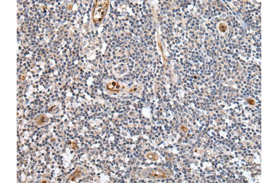 PTPRG Antibody from Signalway Antibody (43700) - Antibodies.com