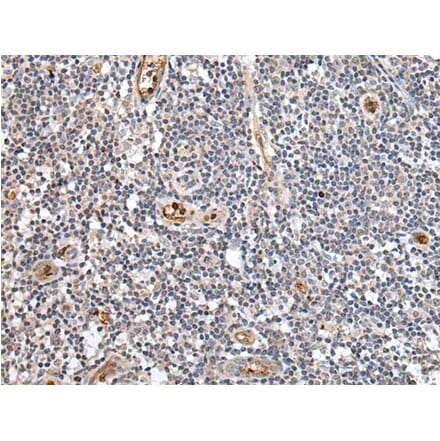 PTPRG Antibody from Signalway Antibody (43700) - Antibodies.com