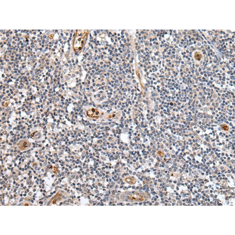 PTPRG Antibody from Signalway Antibody (43700) - Antibodies.com