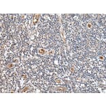 PTPRG Antibody from Signalway Antibody (43700) - Antibodies.com