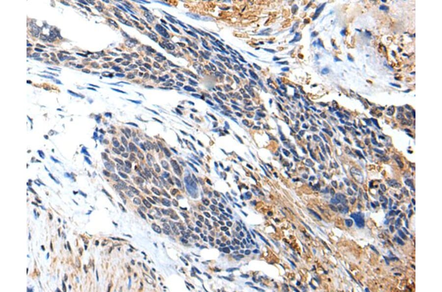 PTPRG Antibody from Signalway Antibody (43700) - Antibodies.com