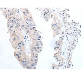 TGFB3 Antibody from Signalway Antibody (43702) - Antibodies.com