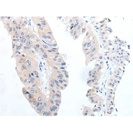 TGFB3 Antibody from Signalway Antibody (43702) - Antibodies.com