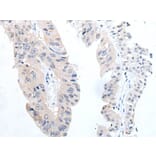 TGFB3 Antibody from Signalway Antibody (43702) - Antibodies.com
