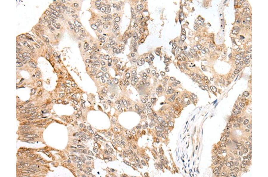 CASC5 Antibody from Signalway Antibody (43703) - Antibodies.com