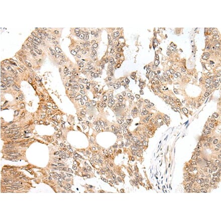 CASC5 Antibody from Signalway Antibody (43703) - Antibodies.com