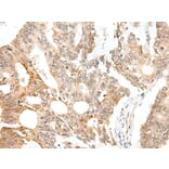 CASC5 Antibody from Signalway Antibody (43703) - Antibodies.com