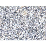 PROK1 Antibody from Signalway Antibody (43709) - Antibodies.com
