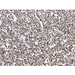 HOXB9 Antibody from Signalway Antibody (43713) - Antibodies.com
