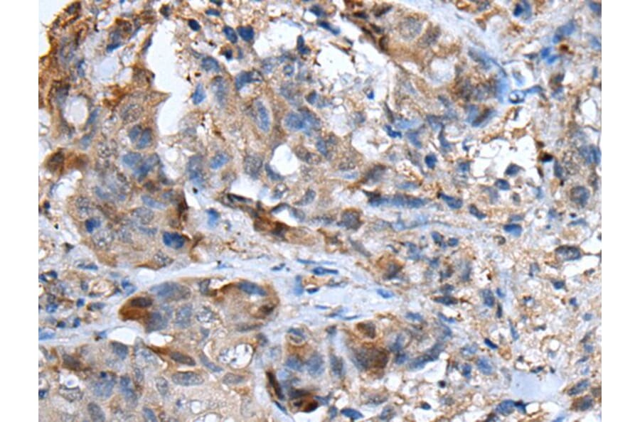 CXCL5 Antibody from Signalway Antibody (43728) - Antibodies.com