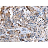 CXCL5 Antibody from Signalway Antibody (43728) - Antibodies.com
