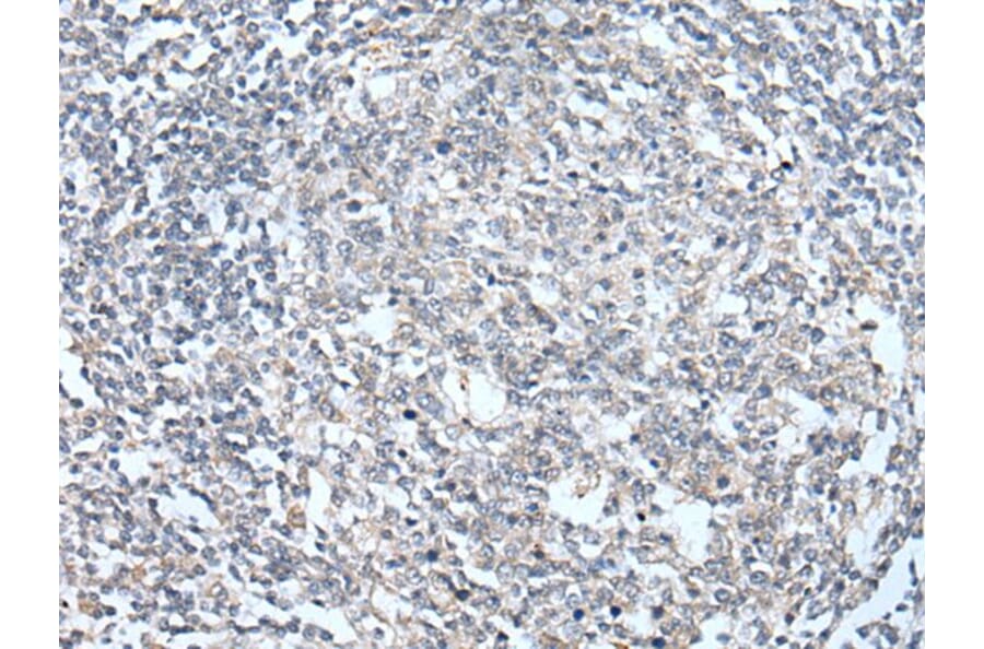 KCNA3 Antibody from Signalway Antibody (43740) - Antibodies.com