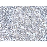 KCNA3 Antibody from Signalway Antibody (43740) - Antibodies.com