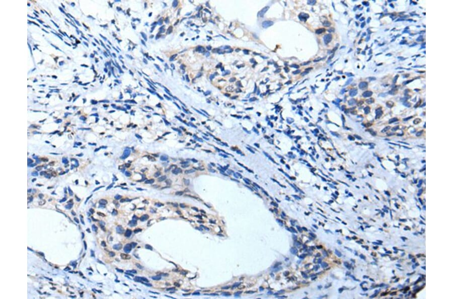 KCNA3 Antibody from Signalway Antibody (43740) - Antibodies.com