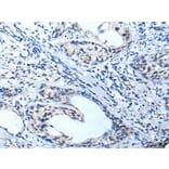 KCNA3 Antibody from Signalway Antibody (43740) - Antibodies.com