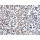 KIF14 Antibody from Signalway Antibody (43741) - Antibodies.com