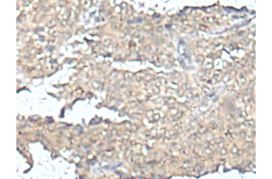 MEF2D Antibody from Signalway Antibody (43752) - Antibodies.com