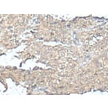 MEF2D Antibody from Signalway Antibody (43752) - Antibodies.com