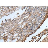 KLRK1 Antibody from Signalway Antibody (43762) - Antibodies.com