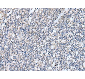 KCNQ3 Antibody from Signalway Antibody (43764) - Antibodies.com