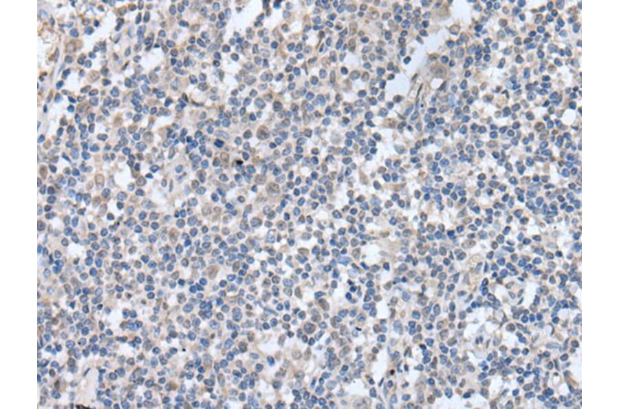 KCNQ3 Antibody from Signalway Antibody (43764) - Antibodies.com