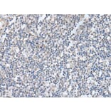KCNQ3 Antibody from Signalway Antibody (43764) - Antibodies.com