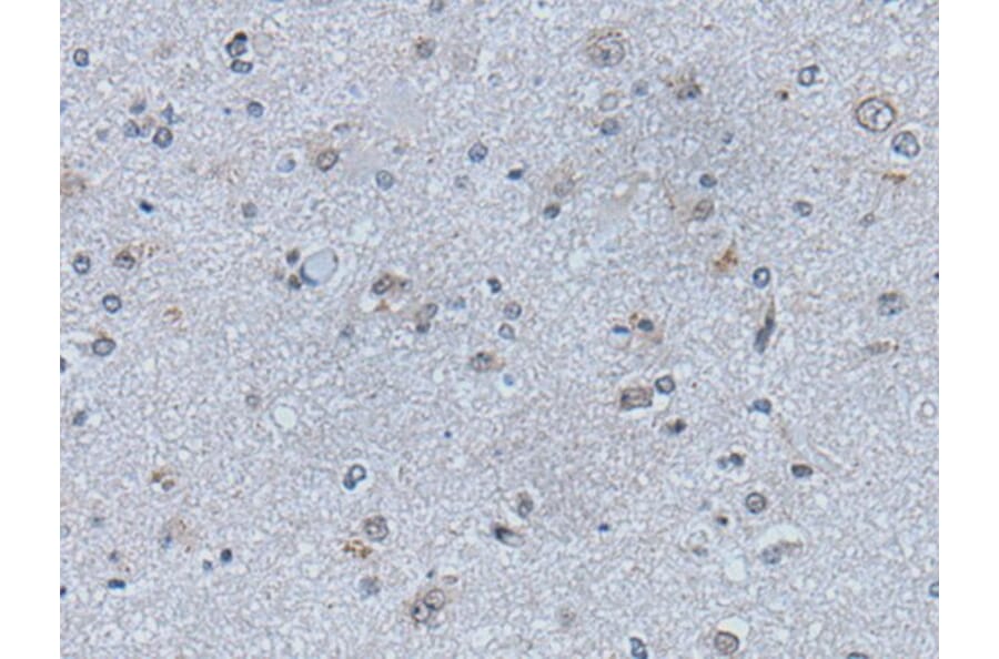 EFNB1 Antibody from Signalway Antibody (43775) - Antibodies.com