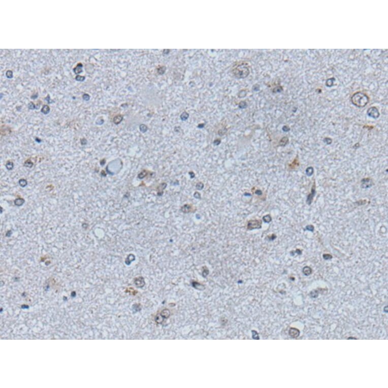 EFNB1 Antibody from Signalway Antibody (43775) - Antibodies.com