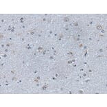EFNB1 Antibody from Signalway Antibody (43775) - Antibodies.com
