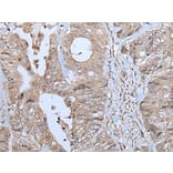 NUP88 Antibody from Signalway Antibody (43779) - Antibodies.com