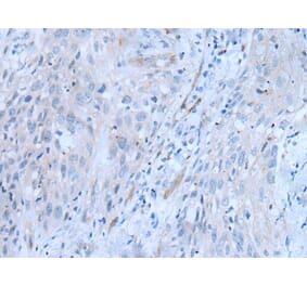 CD34 Antibody from Signalway Antibody (43792) - Antibodies.com