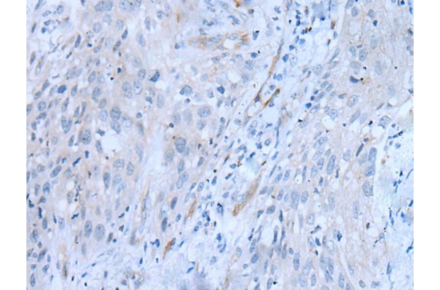 CD34 Antibody from Signalway Antibody (43792) - Antibodies.com
