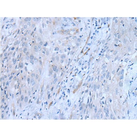 CD34 Antibody from Signalway Antibody (43792) - Antibodies.com