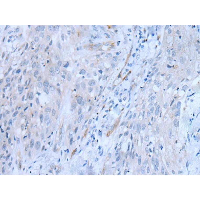 CD34 Antibody from Signalway Antibody (43792) - Antibodies.com