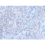 CD34 Antibody from Signalway Antibody (43792) - Antibodies.com