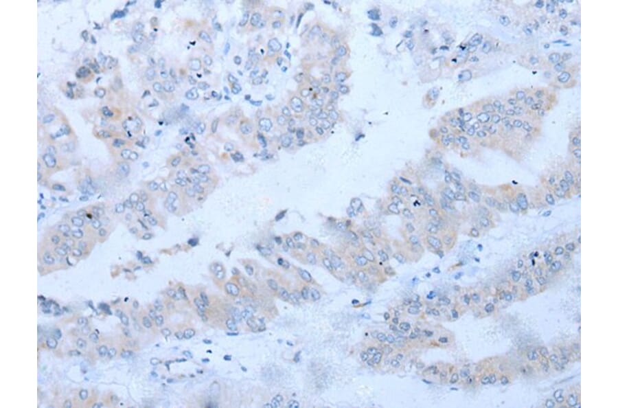 CD34 Antibody from Signalway Antibody (43792) - Antibodies.com