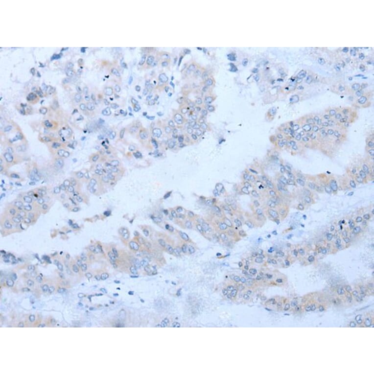CD34 Antibody from Signalway Antibody (43792) - Antibodies.com
