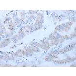 CD34 Antibody from Signalway Antibody (43792) - Antibodies.com
