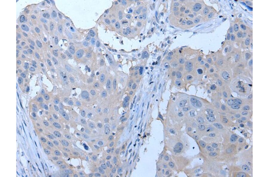 YPEL4 Antibody from Signalway Antibody (43796) - Antibodies.com