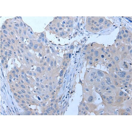 YPEL4 Antibody from Signalway Antibody (43796) - Antibodies.com