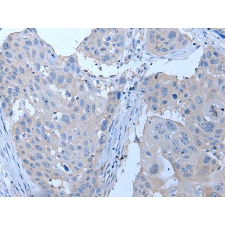 YPEL4 Antibody from Signalway Antibody (43796) - Antibodies.com
