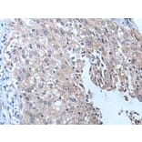 YPEL4 Antibody from Signalway Antibody (43796) - Antibodies.com