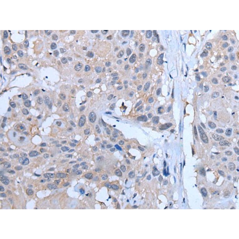 YPEL5 Antibody from Signalway Antibody (43797) - Antibodies.com