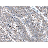 XIRP1 Antibody from Signalway Antibody (43801) - Antibodies.com