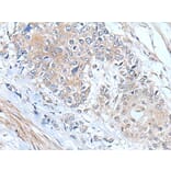 MIEN1 Antibody from Signalway Antibody (43804) - Antibodies.com
